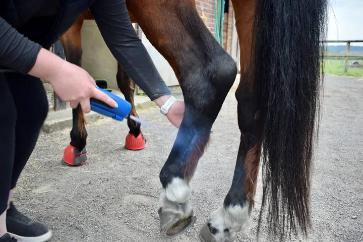 Handheld cryotherapy being applied near a horse's hock